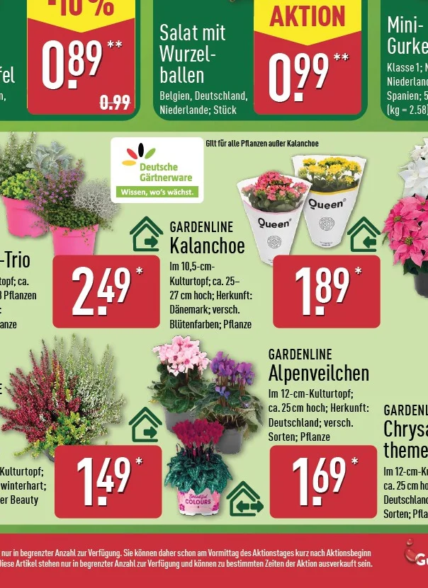 Alpenveilchen Angebot ab Do. 15. Oktober 2026