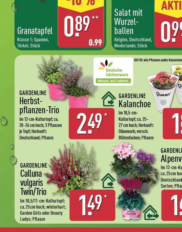 ALDI Nord Herbstpflanzen, Alpenveilchen & Chrysantheme ab Do. 15. Oktober 2026