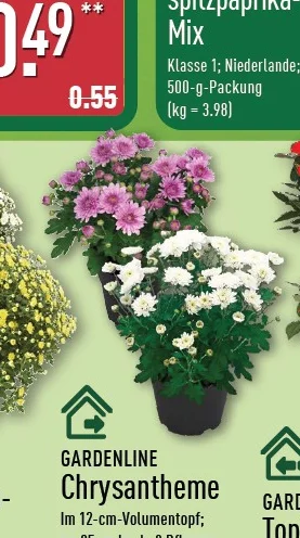 Chrysantheme Angebot ab Do. 20. August 2026