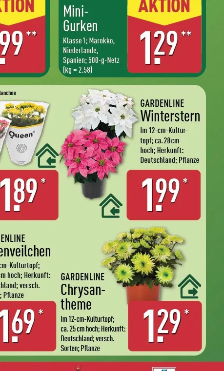 Chrysantheme Angebot ab Do. 15. Oktober 2026