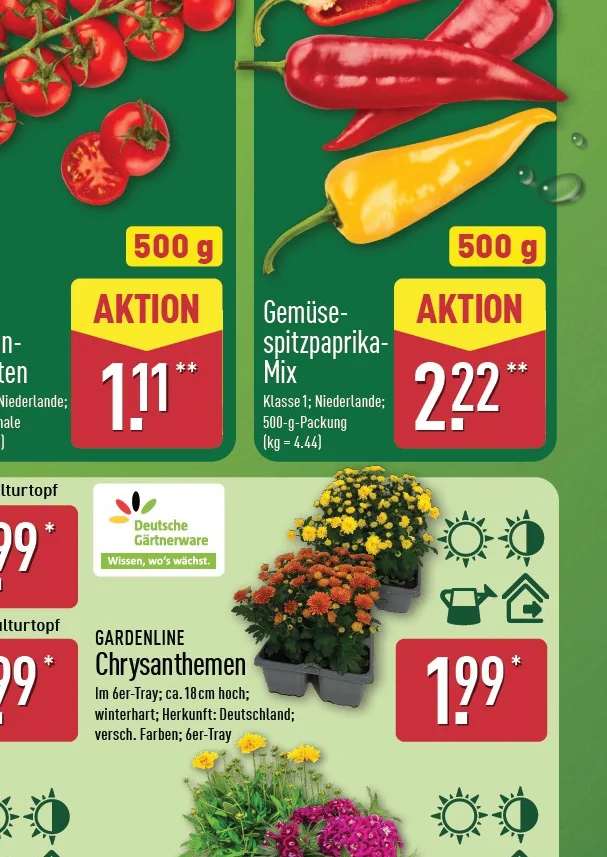 Chrysanthemen Angebot ab Do. 16. Juli 2026