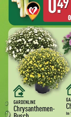 Chrysanthemen-Busch Angebot ab Do. 20. August 2026