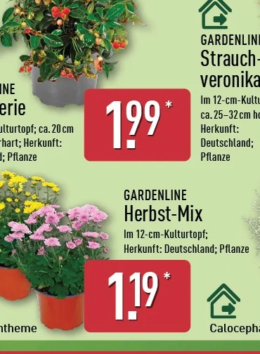 ALDI Nord Pflanzen, Chrysanthemen & Gaultherie ab Do. 24. September 2026