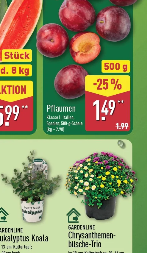 Chrysanthemenbüsche-Trio Angebot ab Do. 30. Juli 2026