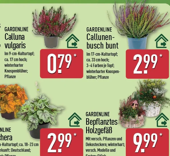 GARDENLINE Calluna & Heuchera Angebot ab Do. 8. Oktober 2026