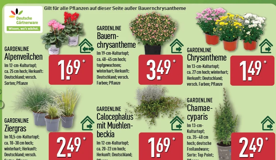 ALDI Nord Pflanzen, Ziergräser & Herbstblüher ab Do. 1. Oktober 2026