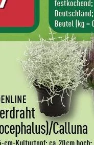 Herbstblüher: Silberdraht, Calluna & Bauernchrysanthemen (ab 1.49 €) Angebot ab Do. 10. September 2026