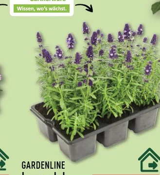 Lavendel Angebot ab Mo. 06. Juli 2026