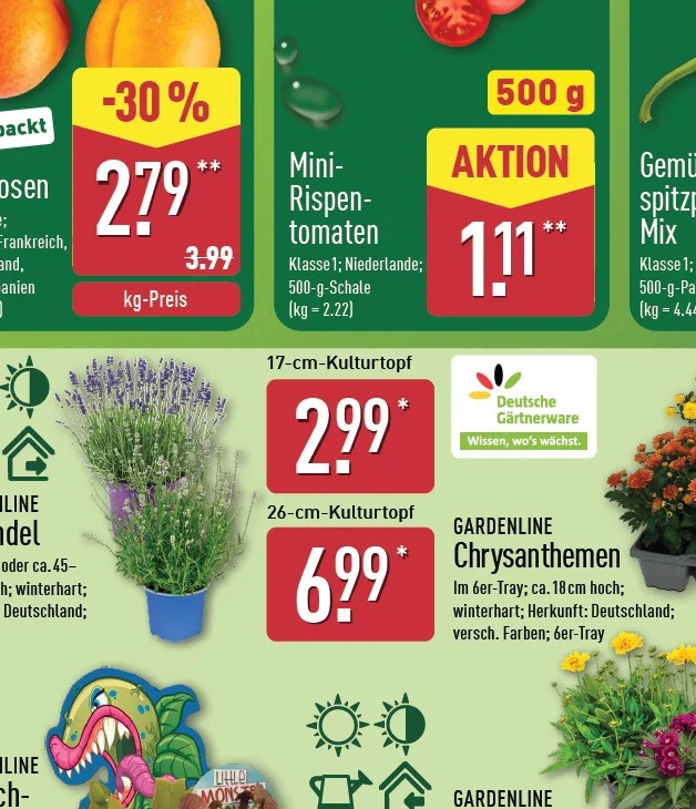 Lavendel XXL Angebot ab Do. 16. Juli 2026