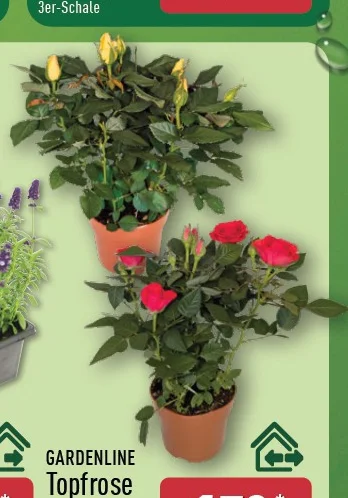 Topfrose Angebot ab Mo. 06. Juli 2026