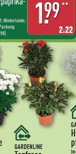 Topfrose Angebot ab Do. 20. August 2026