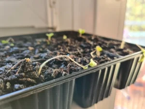 Die 3 wichtigsten Gartenarbeiten im März