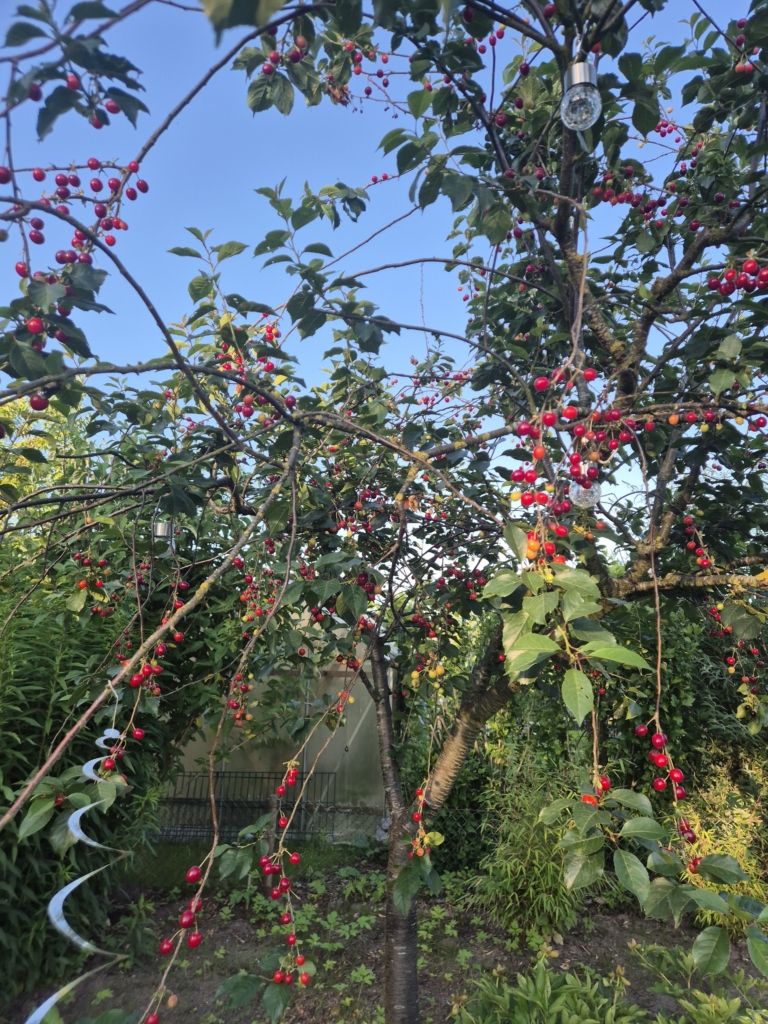 Die neuesten Garten-Angebote 3 sauerkirschbaum 2025 sauerkirschbaum 2025