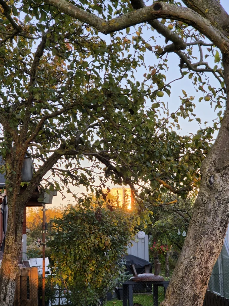 Ein großer Baum mit dichtem Blattwerk und vereinzelten reifen Früchten im Vordergrund. Durch die Äste hindurch ist der Sonnenuntergang zu sehen, der das Laub und die Umgebung in warmem Licht erstrahlen lässt. Im Hintergrund befinden sich ein Gartenhaus und ein kleiner Zaun, umgeben von Büschen und Pflanzen.