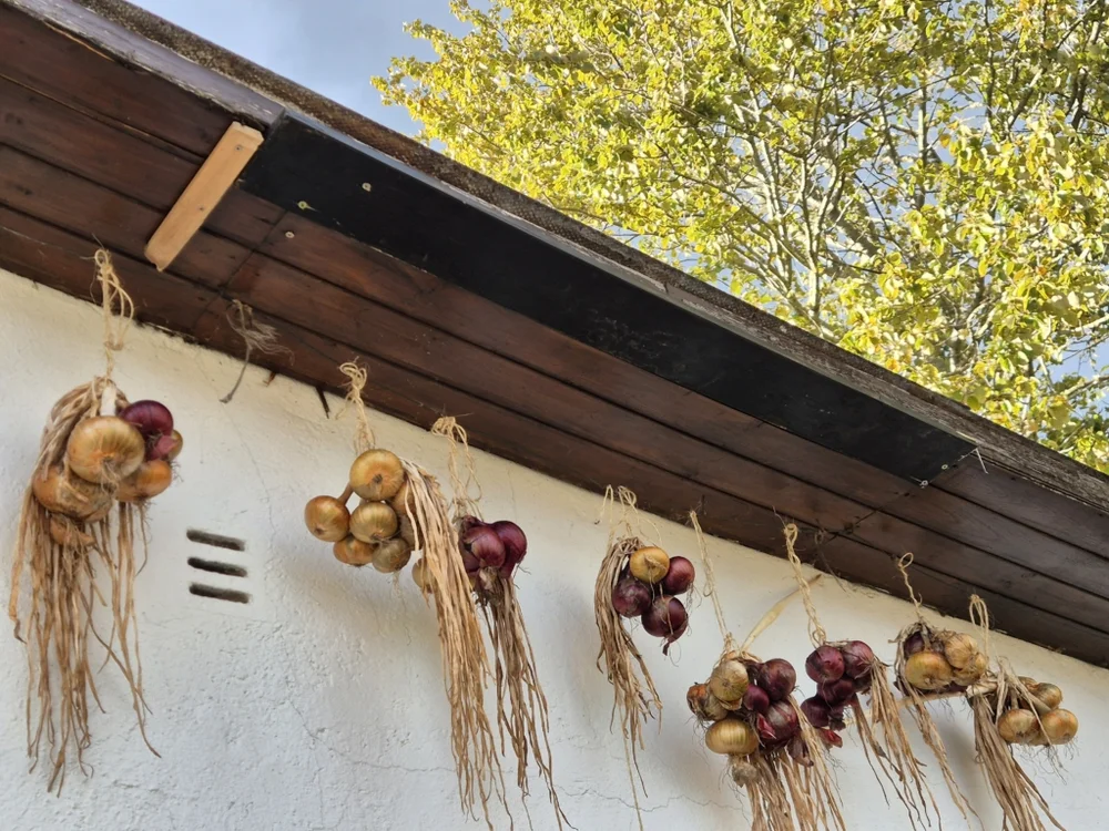 Bündel von gelben und roten Zwiebeln hängen zum Trocknen unter dem Dach einer Gartenlaube. Die Zwiebeln sind an ihren trockenen Stängeln zusammengebunden und die Sonne scheint auf das Bild, während im Hintergrund grüne Blätter eines Baumes sichtbar sind.