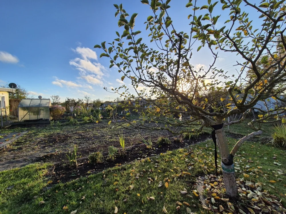 Ein Kleingarten im Herbst mit einem jungen Apfelbaum im Vordergrund, dessen Blätter teilweise gelb verfärbt sind. Im Hintergrund ist ein Gewächshaus sowie weitere Beete und Sträucher zu sehen. Die tiefstehende Sonne scheint durch die Äste des Baumes, während der Himmel blau ist und von einigen Wolken durchzogen wird. Der Boden ist teils mit Gras, teils mit Erde bedeckt.