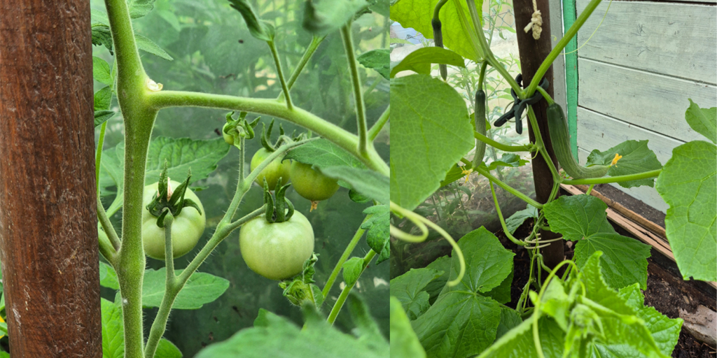 Zusammengefügtes Bild einer Tomatenpflanze mit unreifen, grünen Tomaten links und einer Gurkenpflanze mit jungen Gurken, die an einem Holzstab befestigt sind, rechts. Beide Pflanzen befinden sich in einem Gewächshaus.