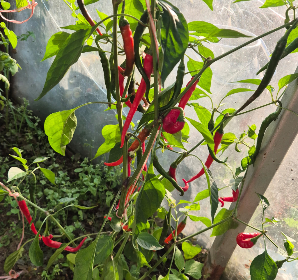 chilipflanze mit vielen chilis 2025