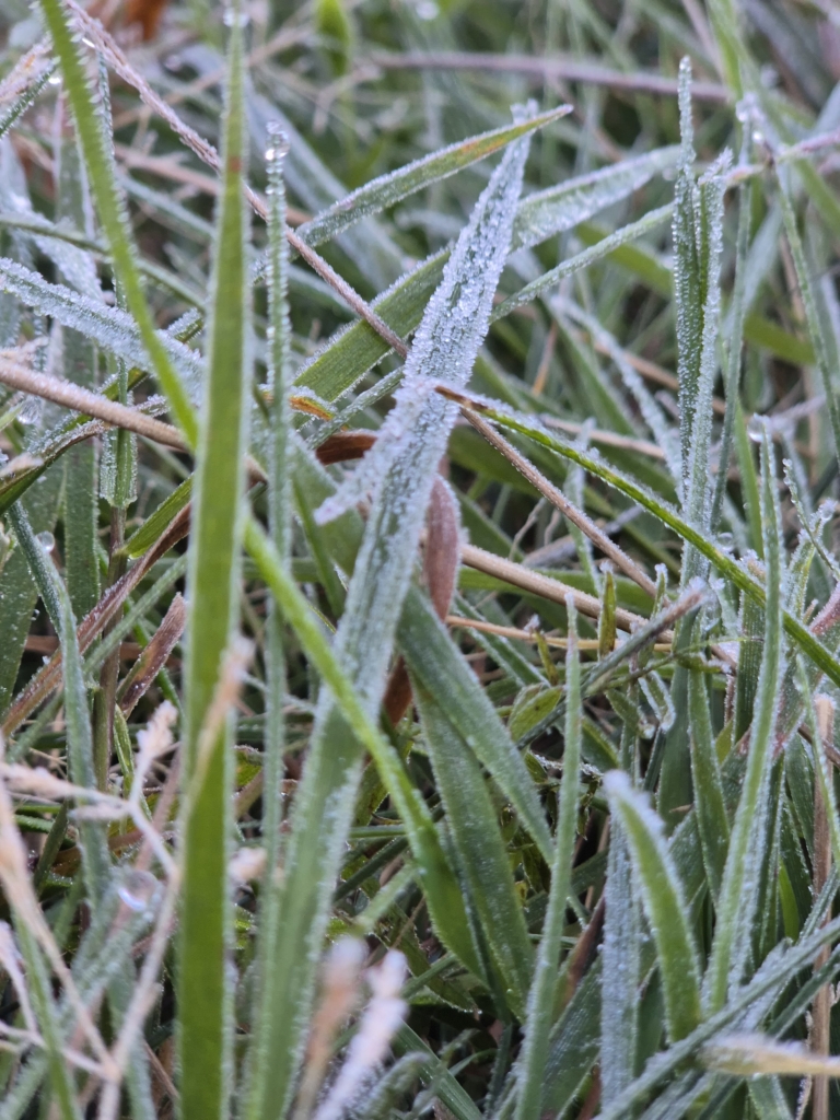 gartennews erster frost an der ostsee bereits ende oktober 2025